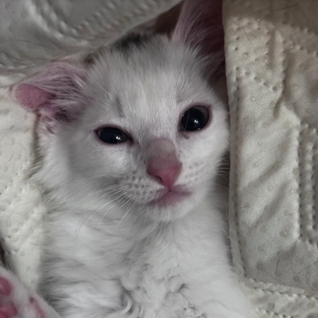 Mae, a Adoptable Domestic Short Hair in Port Richey, FL image 1/2