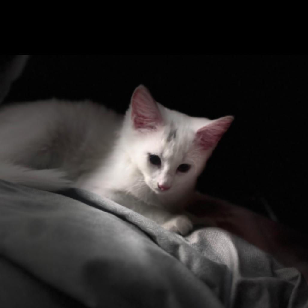 Mae, a Adoptable Domestic Short Hair in Port Richey, FL image 2/2