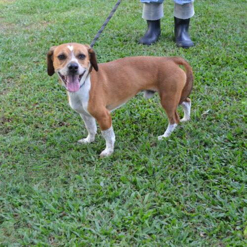 Buddy Beans, Adoptable, Adult Male Beagle & Jack Russell Terrier.