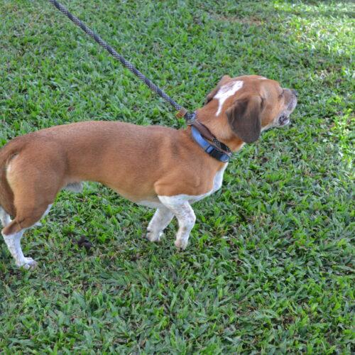 Enlarge Buddy Beans, a Adoptable mixed breed in Jackson, LA image 2/3