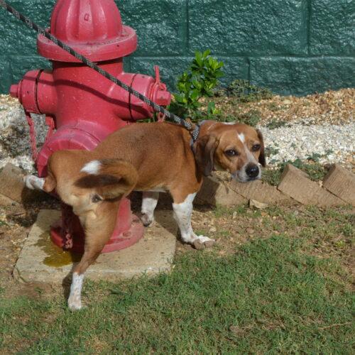 Enlarge Buddy Beans, a Adoptable mixed breed in Jackson, LA image 3/3