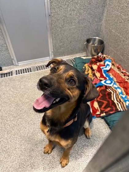 Cosmo, ADOPTABLE, Adult Male Shepherd.