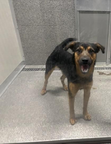 Enlarge Cosmo, a ADOPTABLE mixed breed in Hamilton, MT image 2/2