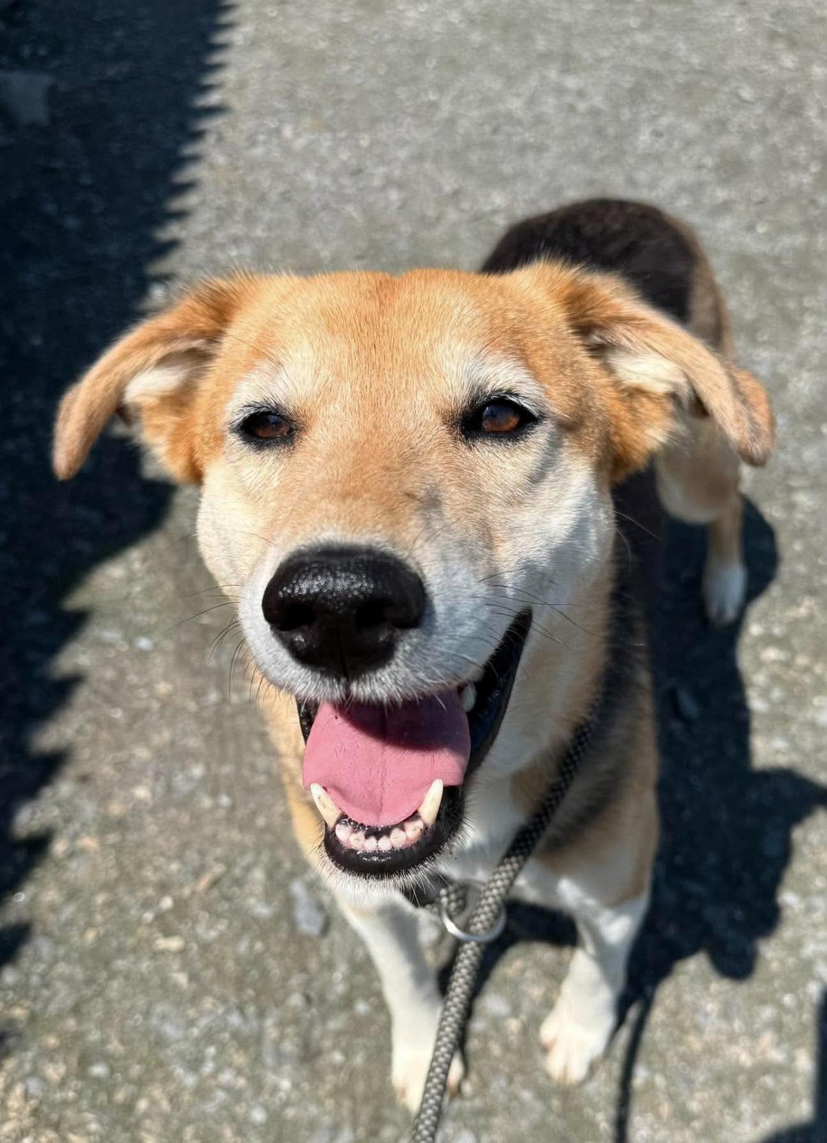 Enlarge Quoia, a ADOPTABLE mixed breed in Randolph Center, VT image 1/3