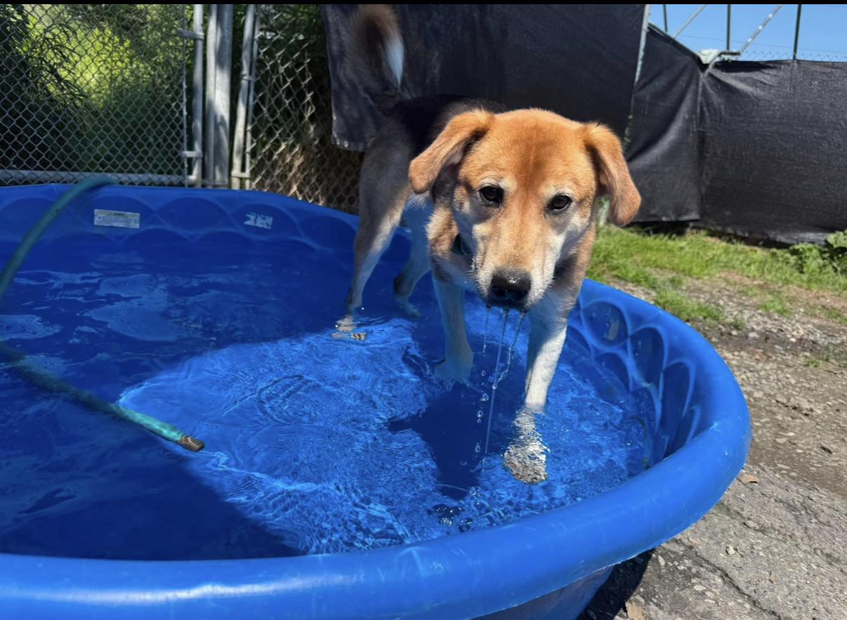 Enlarge Quoia, a ADOPTABLE mixed breed in Randolph Center, VT image 3/3