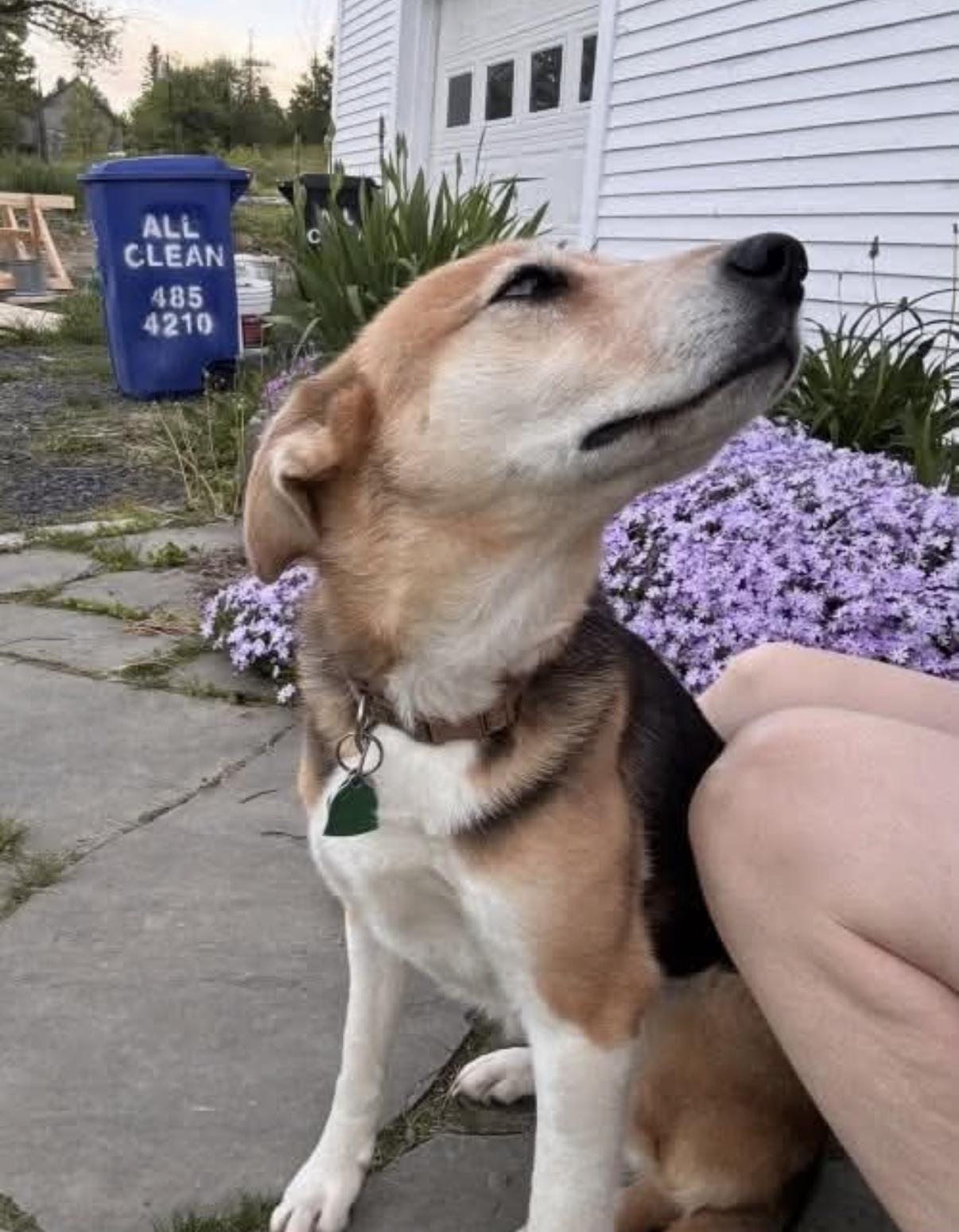 Enlarge Quoia, a ADOPTABLE mixed breed in Randolph Center, VT image 2/3