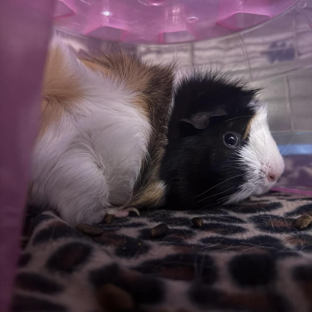 Bailee, Adoptable, Young Female Guinea Pig.