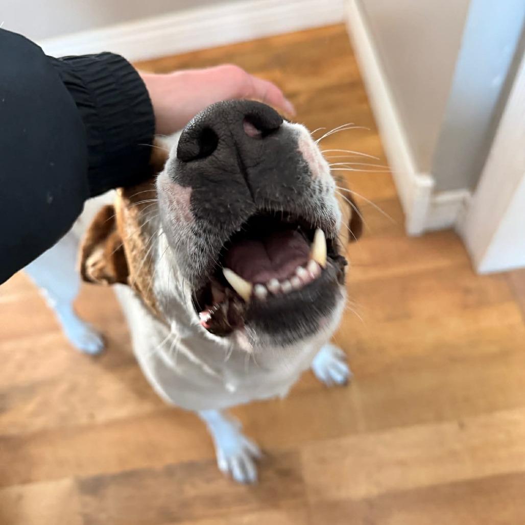 Bella FC — thumbnail 5