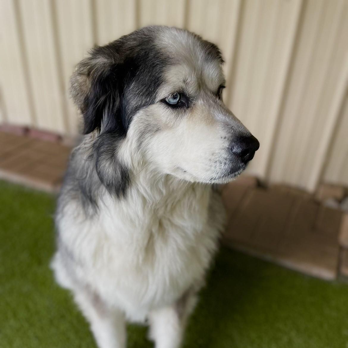 Luna, a ADOPTABLE Great Pyrenees in Terre Haute, IN image 3/3