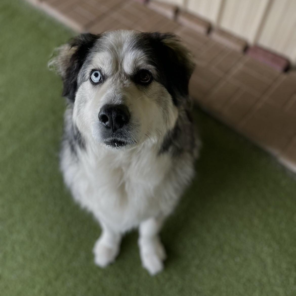 Luna, a ADOPTABLE Great Pyrenees in Terre Haute, IN image 2/3