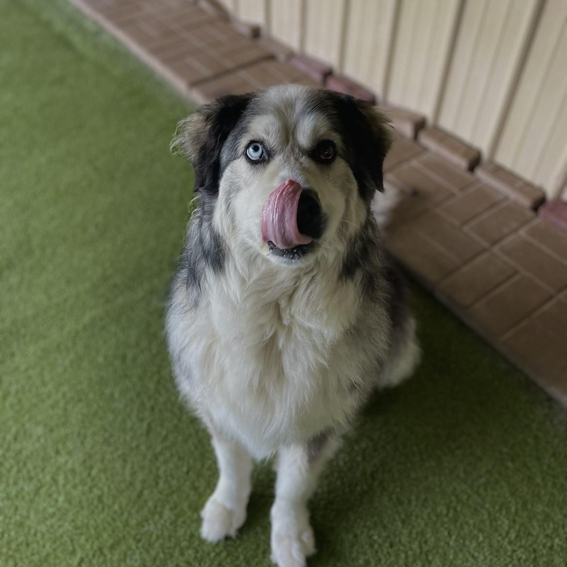 Luna, ADOPTABLE, Adult Female Great Pyrenees.