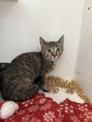 Brownie, Adoptable, Young Female Domestic Short Hair & Domestic Short Hair.