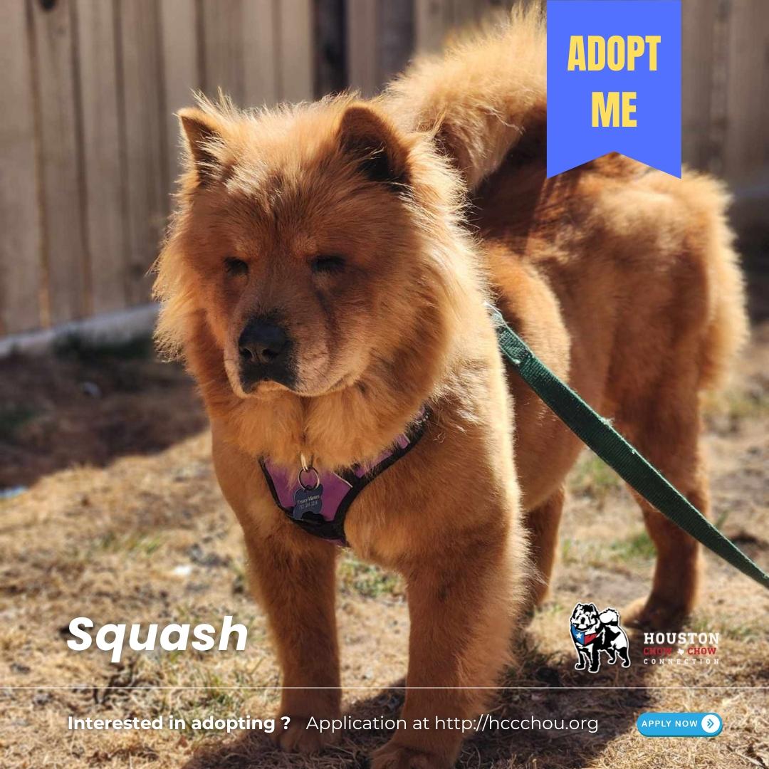 Squash, Young Female Chow Chow