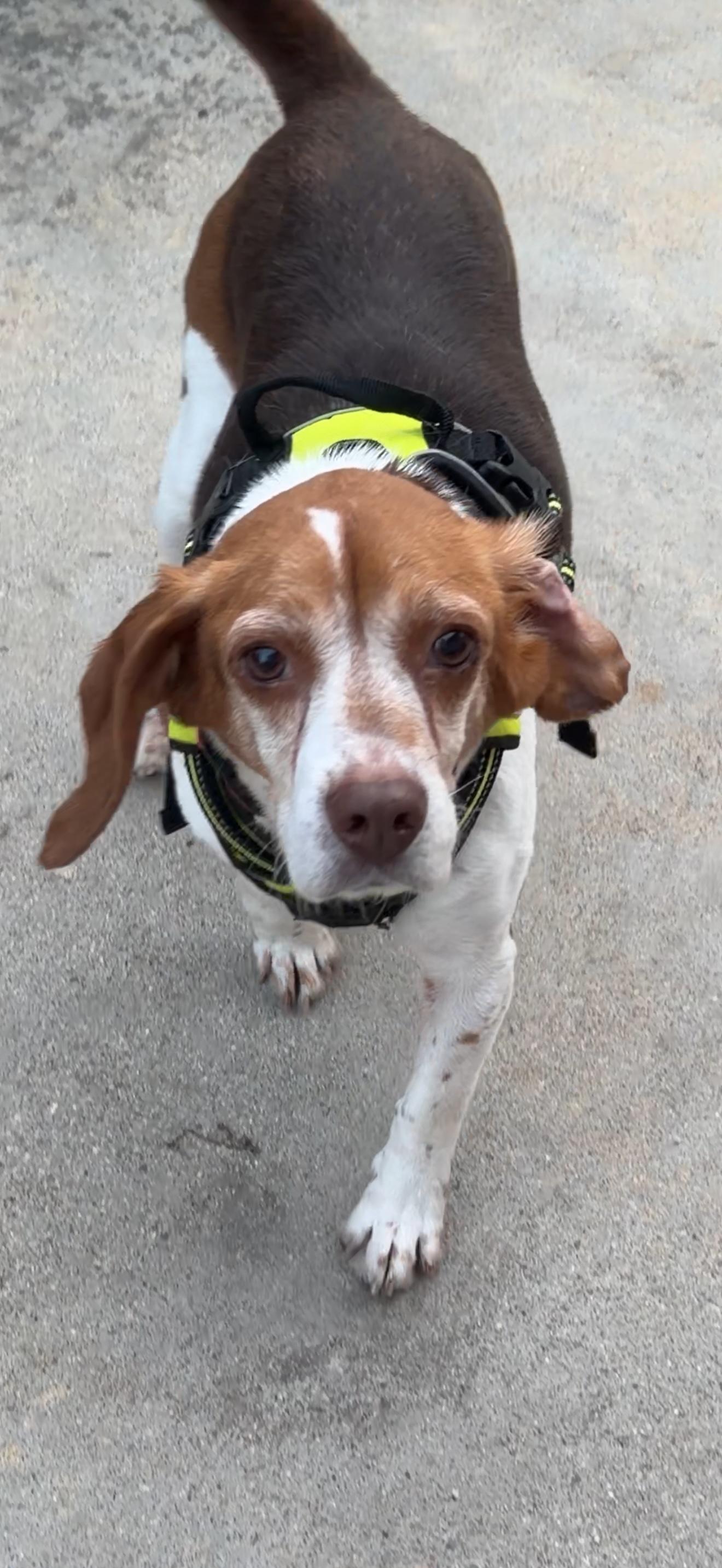 Enlarge Shakira, a Adoptable Beagle in Anaheim, CA image 3/3