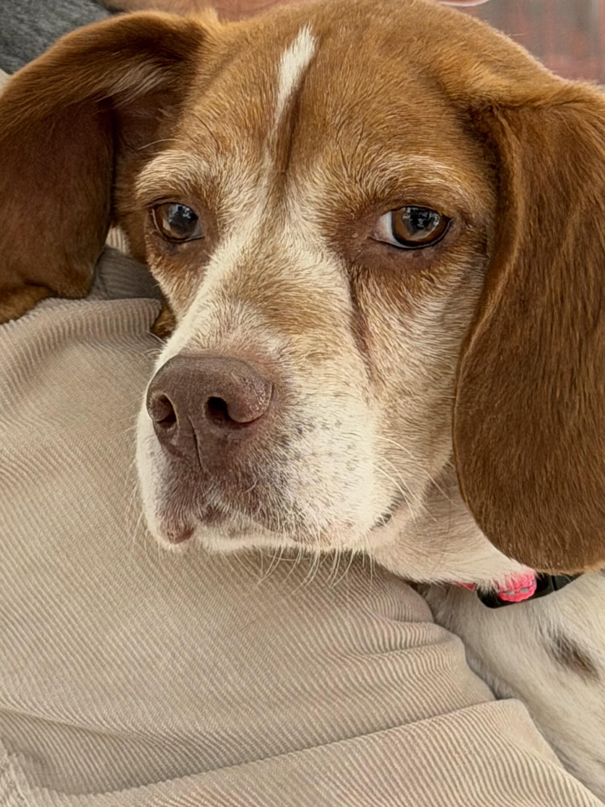 Enlarge Shakira, a Adoptable Beagle in Anaheim, CA image 2/3