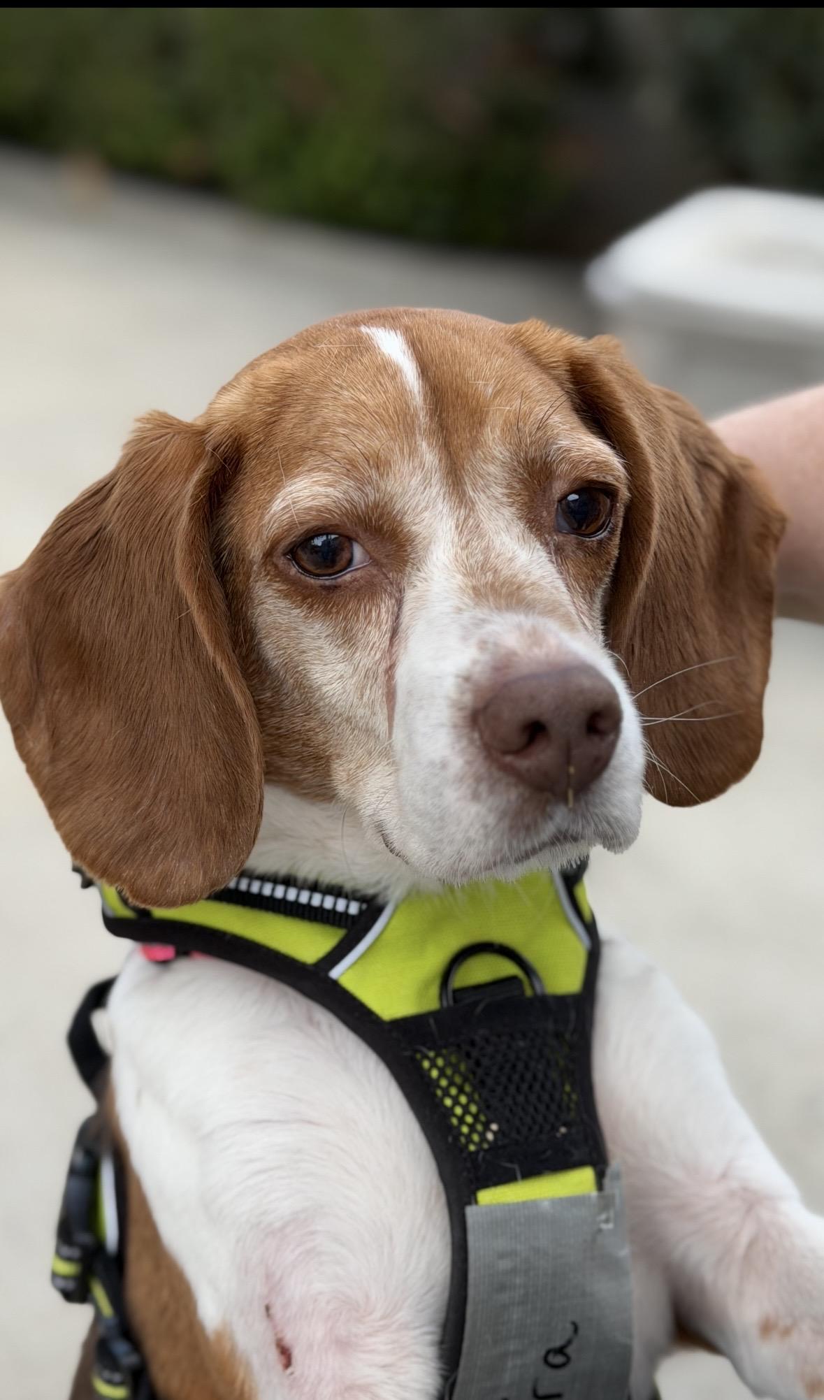 Shakira, Adoptable, Adult Female Beagle.