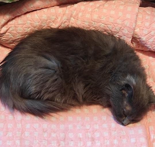 Gris Shadow thumbnail 2