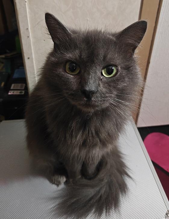 Gris Shadow thumbnail 3