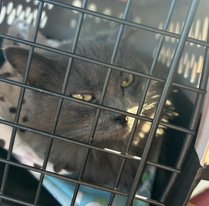 Gris Shadow thumbnail 4