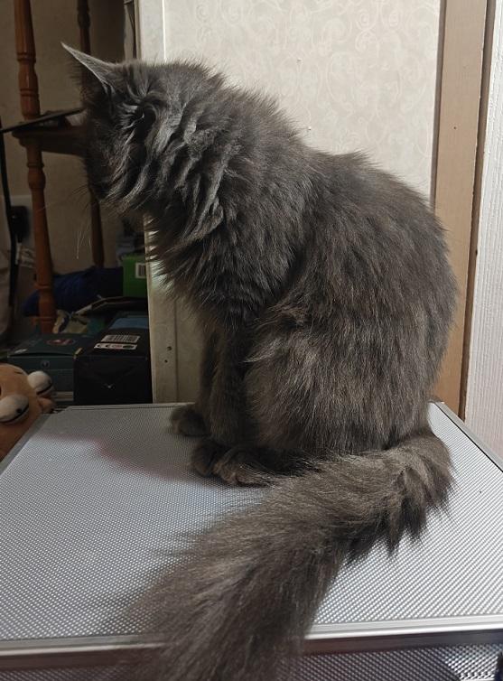 Gris Shadow thumbnail 5