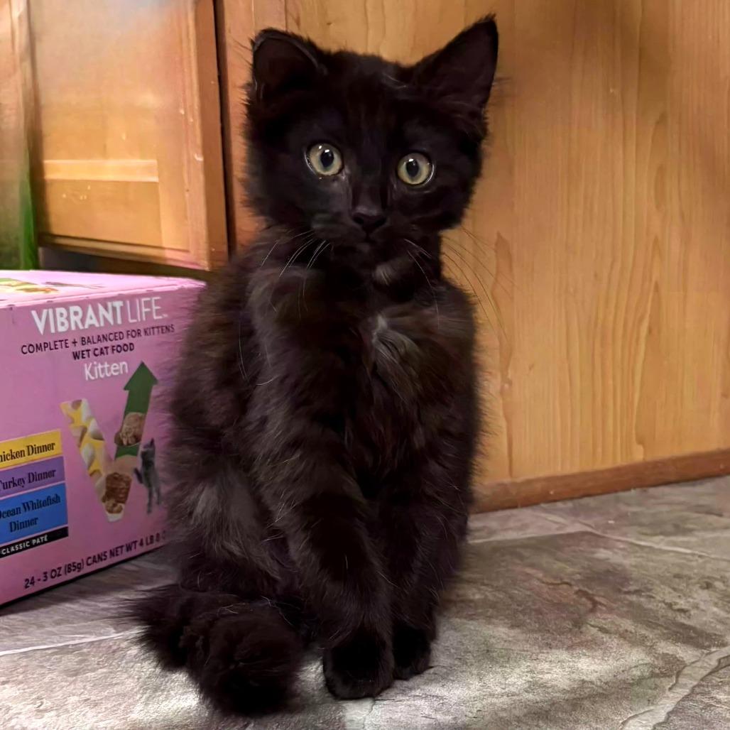 Cats & Kittens for Adoption in Geraldine, AL | Petfinder