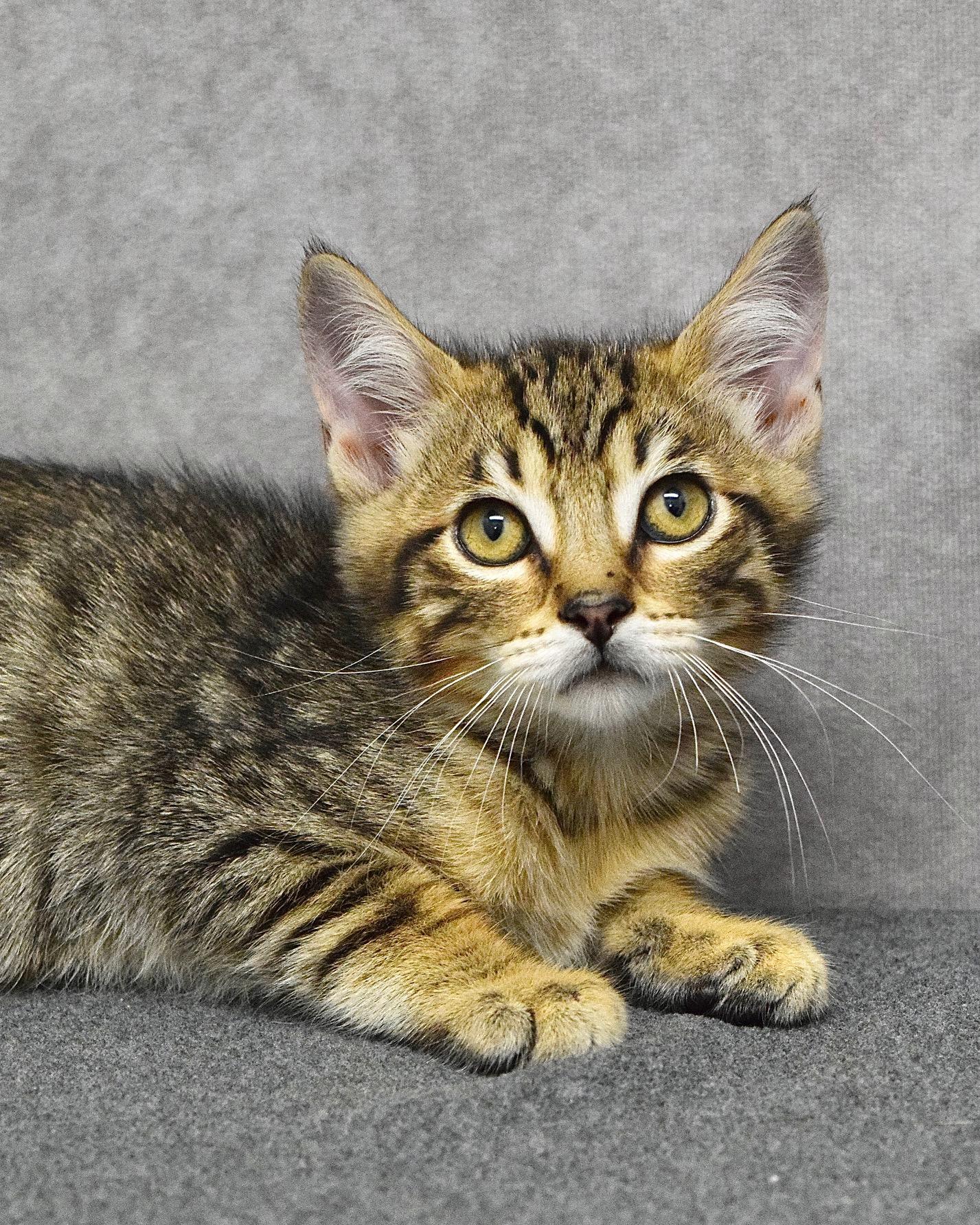 King Friday, ADOPTABLE, Kitten Male Domestic Short Hair.