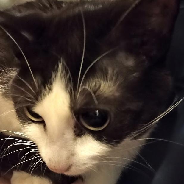 Betsie, Adoptable, Adult Female Domestic Short Hair & Domestic Short Hair.