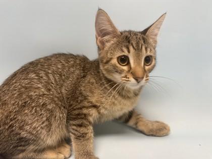 Miley, Adoptable, Kitten Female Domestic Short Hair & Domestic Short Hair.