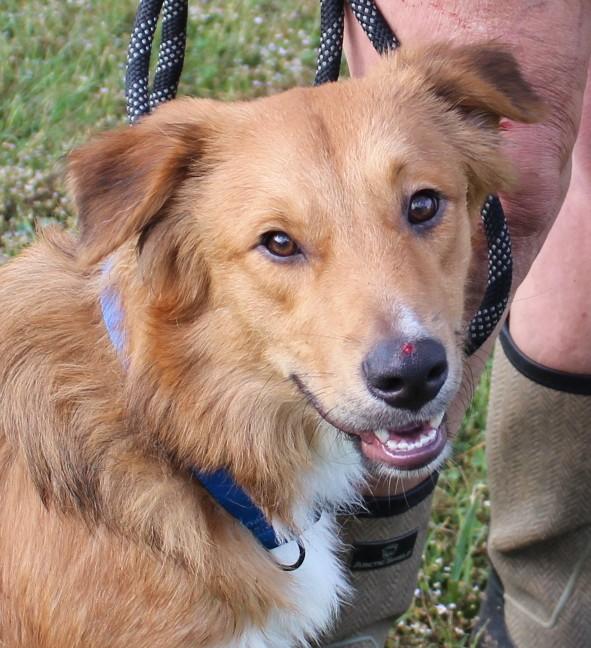 MOUSE, Adoptable, Young Male Australian Shepherd & Collie.