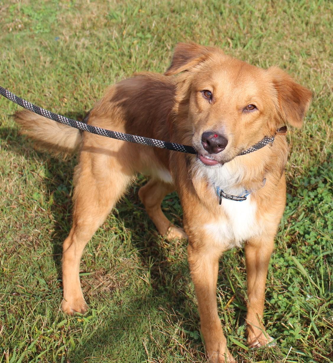 MOUSE, a Adoptable mixed breed in Claremore, OK image 2/4