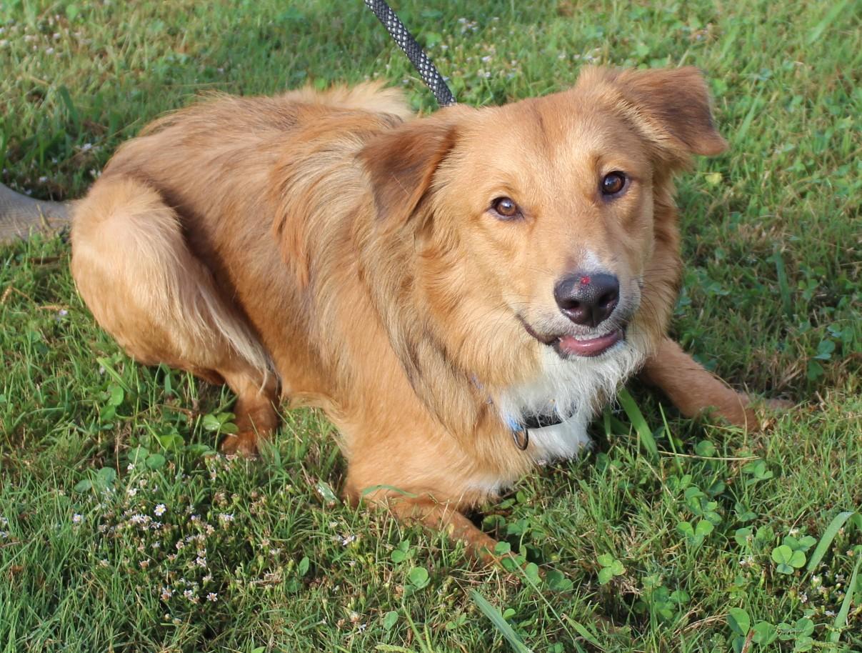 MOUSE, a Adoptable mixed breed in Claremore, OK image 3/4