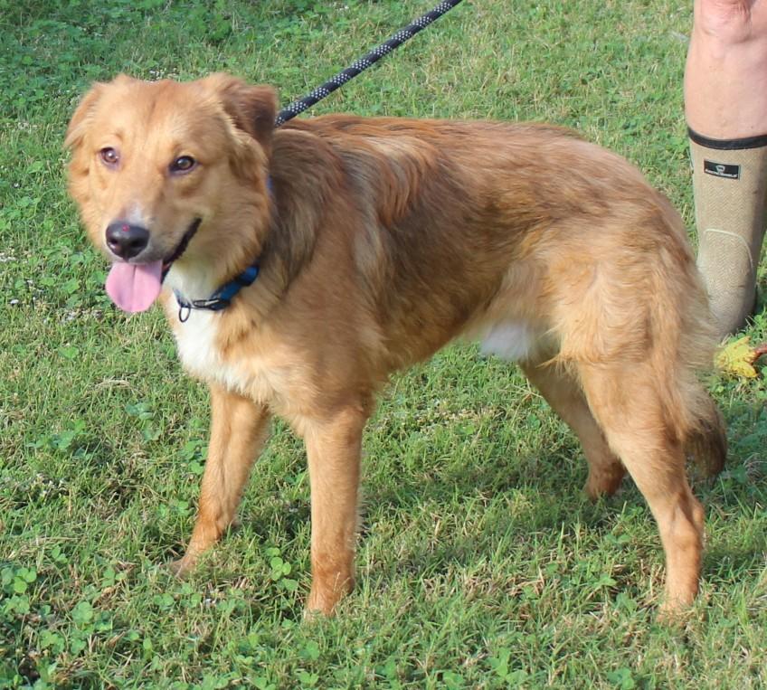 MOUSE, a Adoptable mixed breed in Claremore, OK image 4/4
