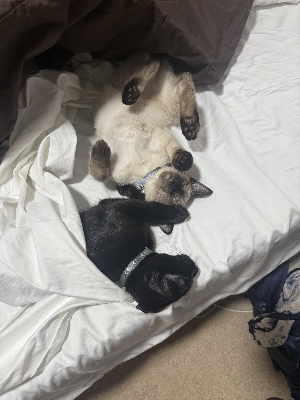 Fresno Nightcrawler and Mothman (Bonded Pair)