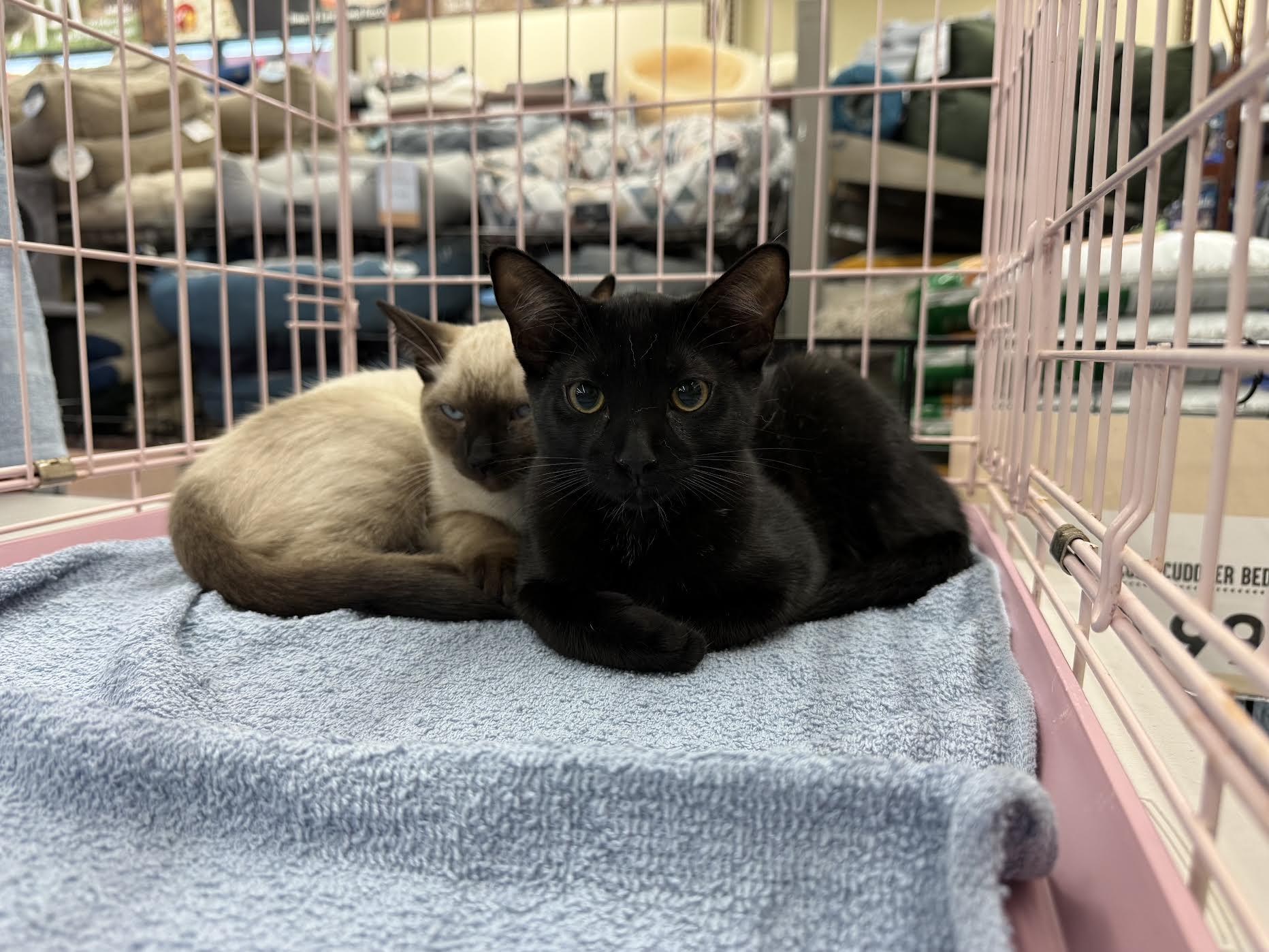 Fresno Nightcrawler and Mothman (Bonded Pair)