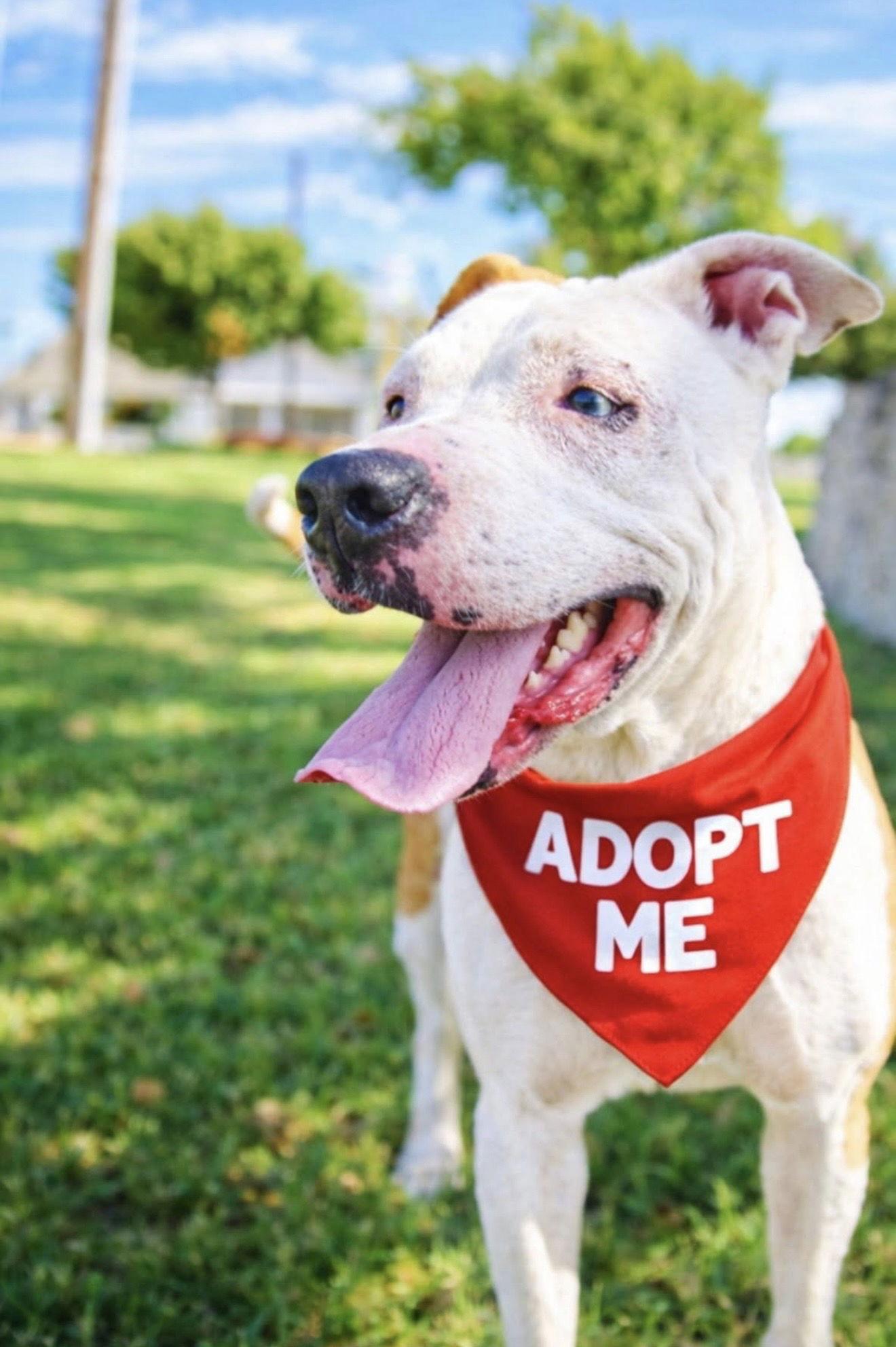 Enlarge Prairie, a Adopted Terrier in Euless, TX image 1/3