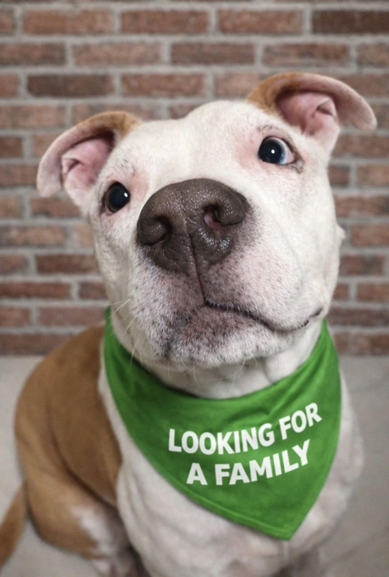 Enlarge Prairie, a Adopted Terrier in Euless, TX image 2/3