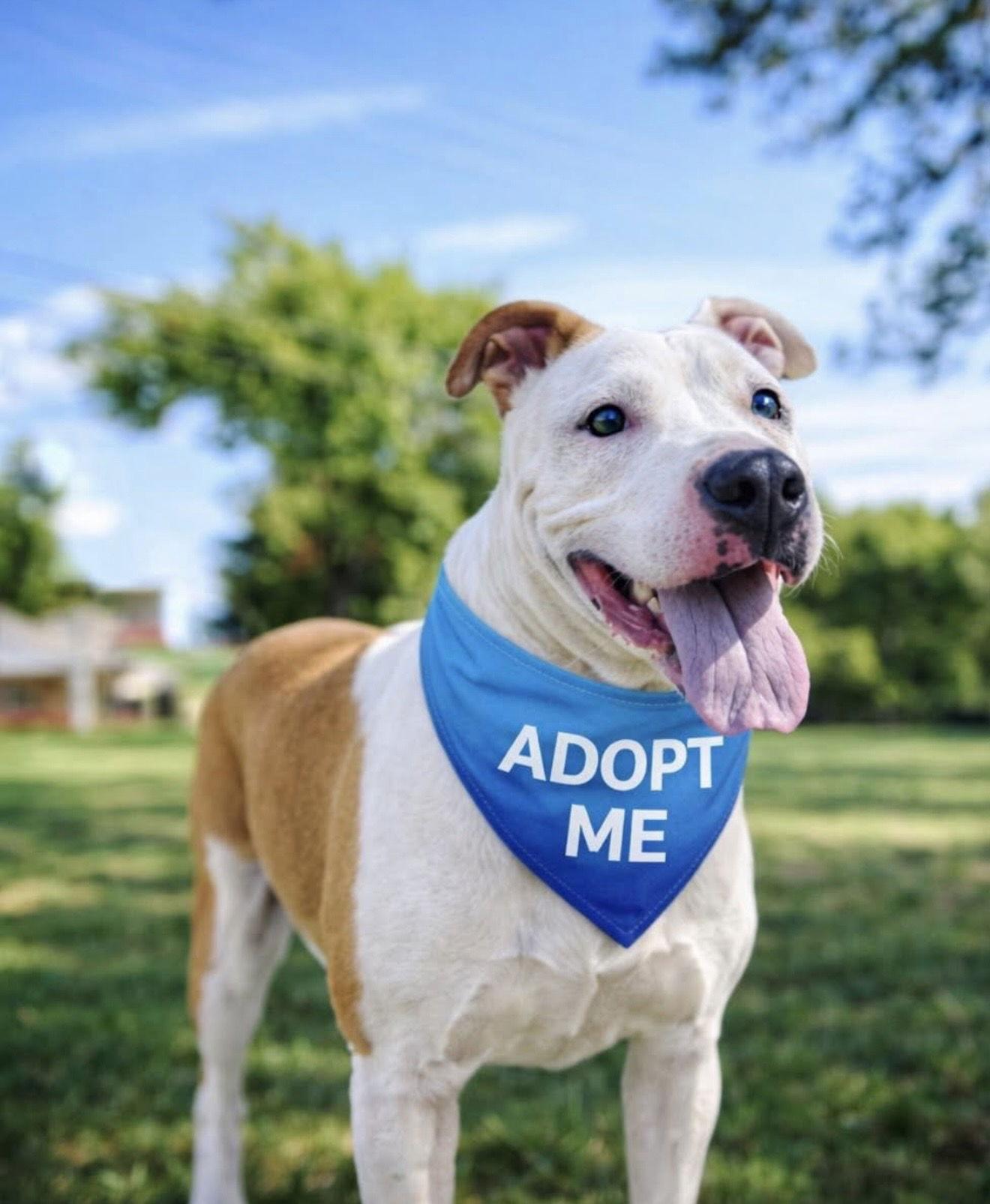 Enlarge Prairie, a Adopted Terrier in Euless, TX image 3/3