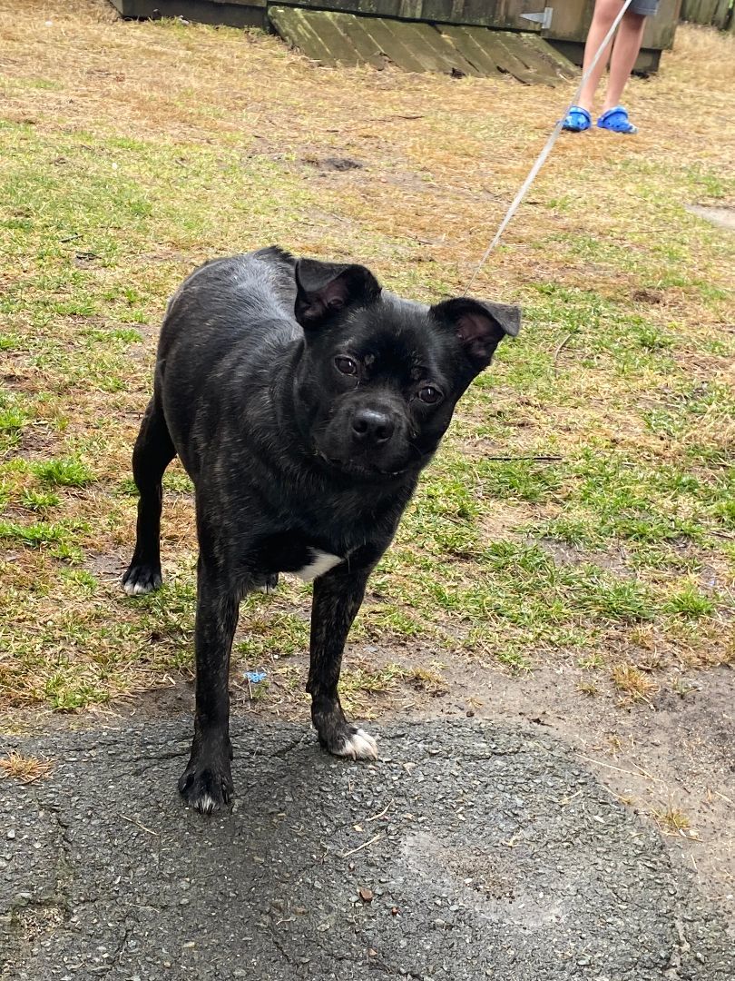 Enlarge Hercules, a Adopted mixed breed in Braintree, MA image 1/2