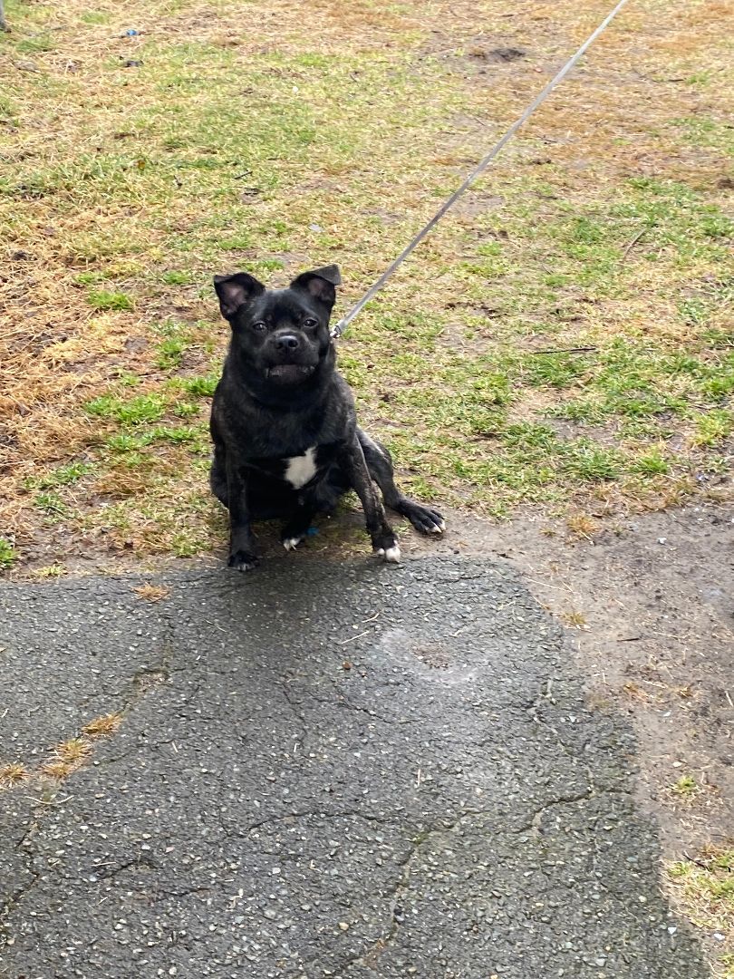 Enlarge Hercules, a Adopted mixed breed in Braintree, MA image 2/2