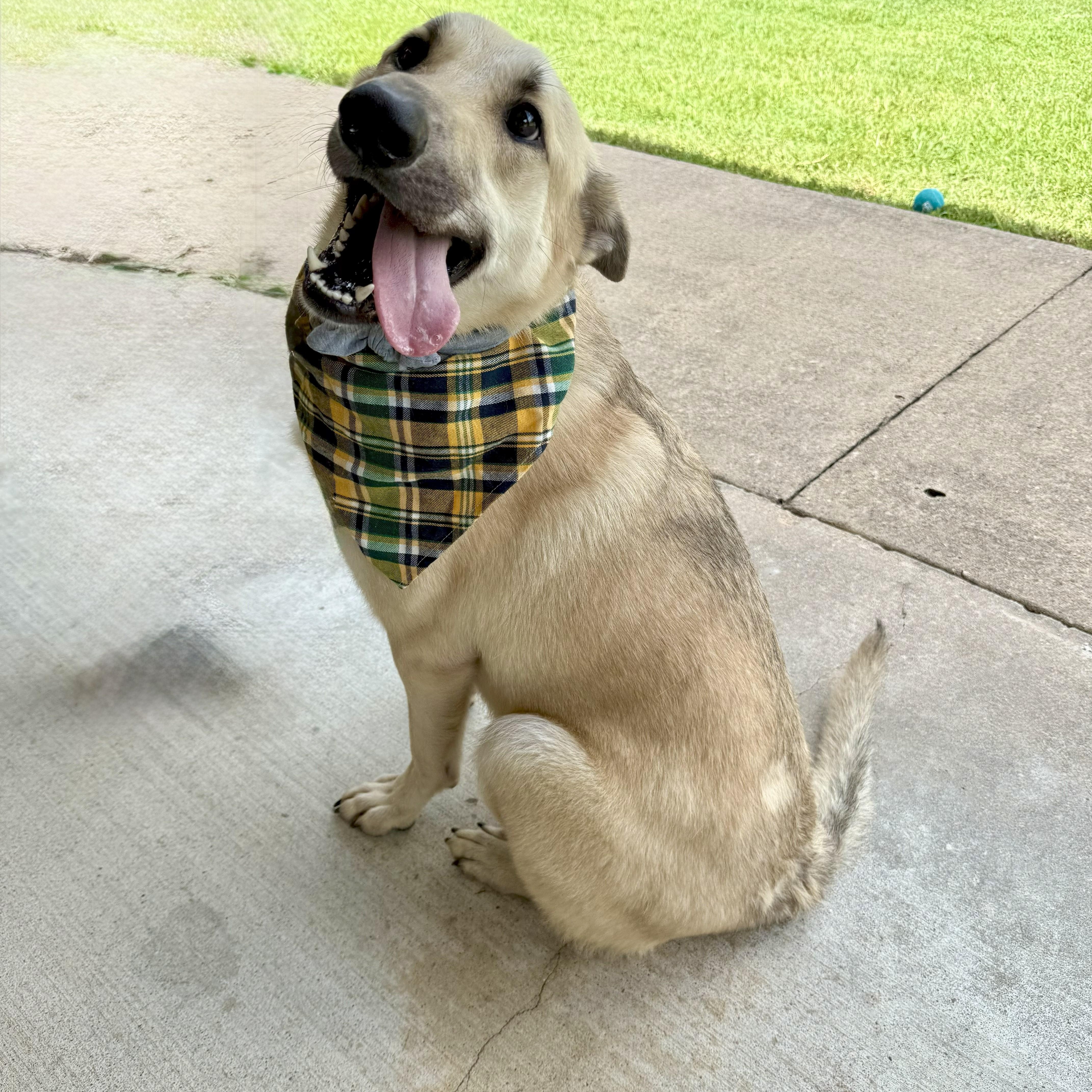 Chestnut — thumbnail 4