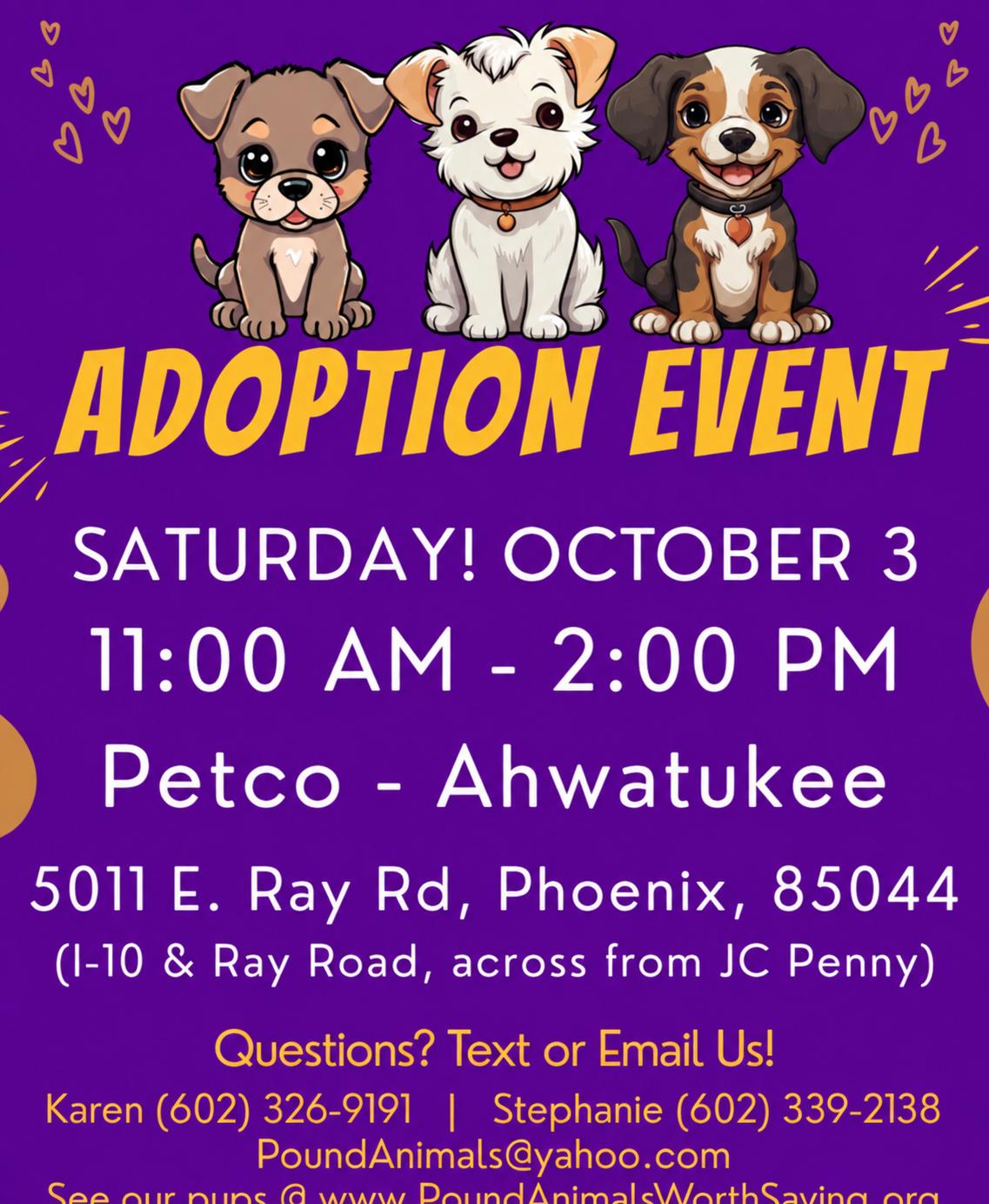 Enlarge LINX 5-1/2 YEAR MALE BEAGLE SHEPHERD MIX - PETCO, 5011 E. RAY ROAD, PHX 85044 ON SATURDAY, OCTOBER 3, a Adopted mixed breed in Mesa, AZ image 2/2