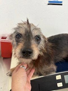 Phillip, Adopted, Adult Male Cairn Terrier.
