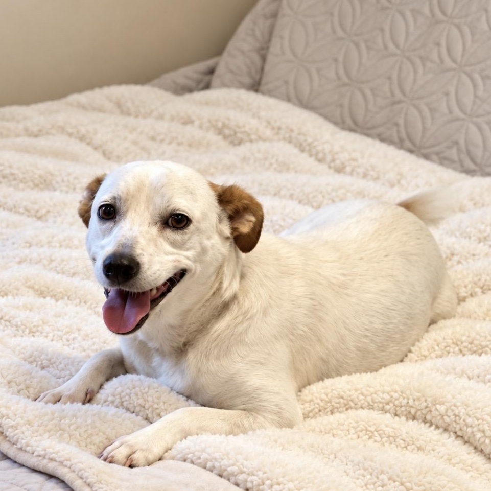 Enlarge Happy, professional tail wagger, a Adoptable mixed breed in Winchester, VA image 2/4