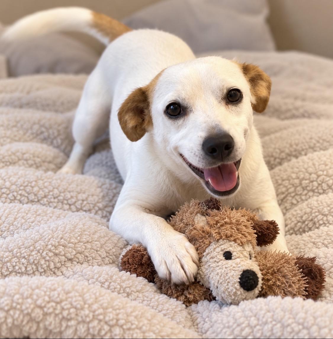 Enlarge Happy, professional tail wagger, a Adoptable mixed breed in Winchester, VA image 1/4