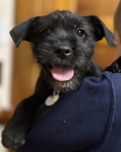 Enlarge Dale, a ADOPTABLE mixed breed in Saint Paul, MN image 1/4