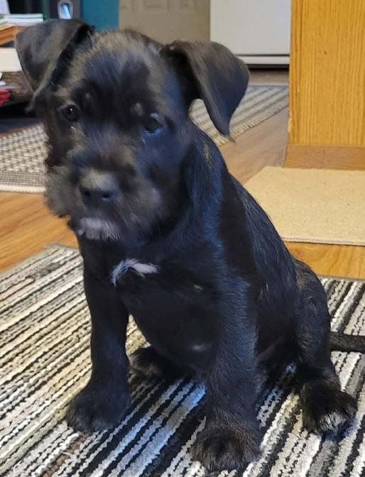 Enlarge Dale, a ADOPTABLE mixed breed in Saint Paul, MN image 3/4