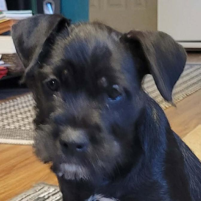 Enlarge Dale, a ADOPTABLE mixed breed in Saint Paul, MN image 2/4