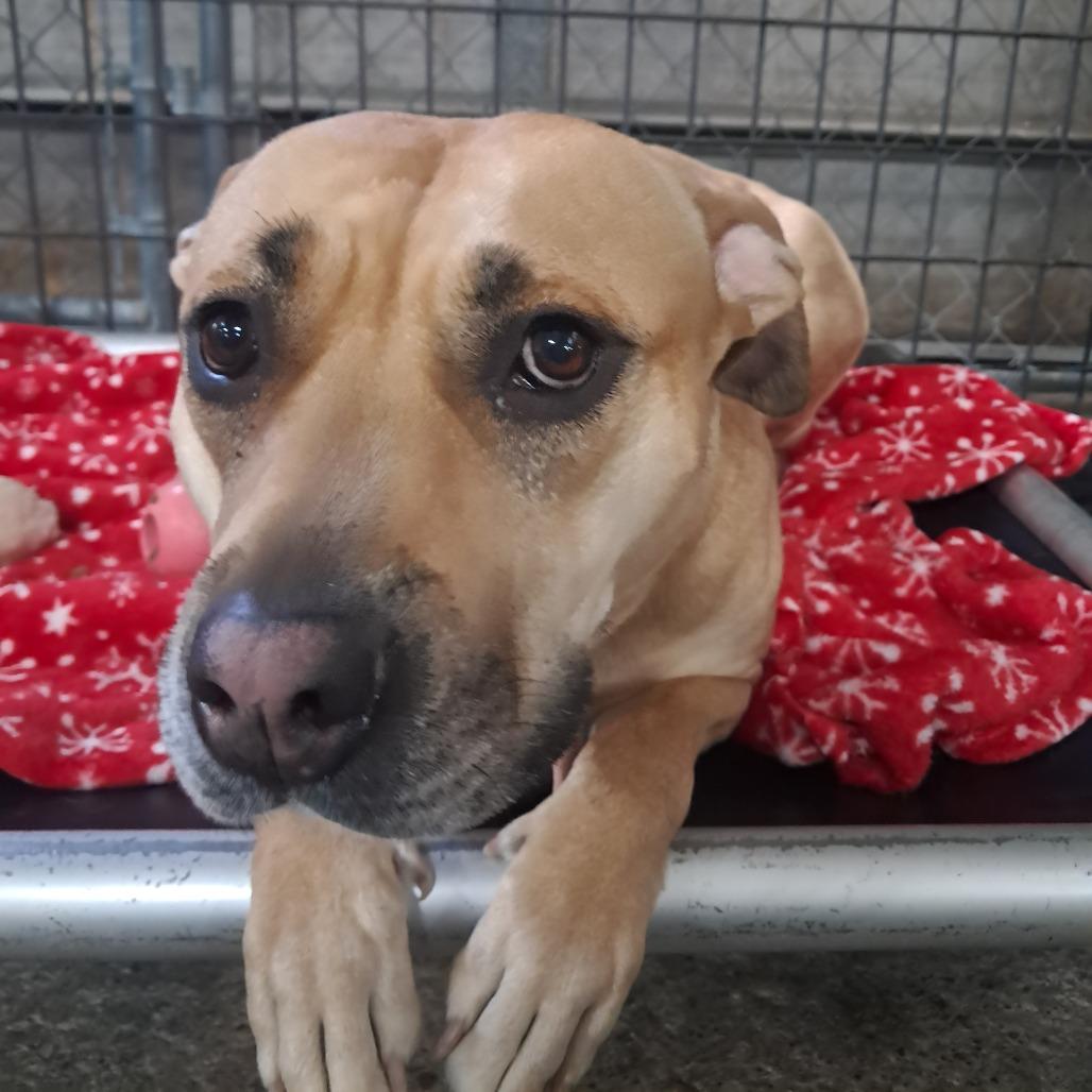 Ms. Zena, Adoptable, Adult Female Mixed Breed.