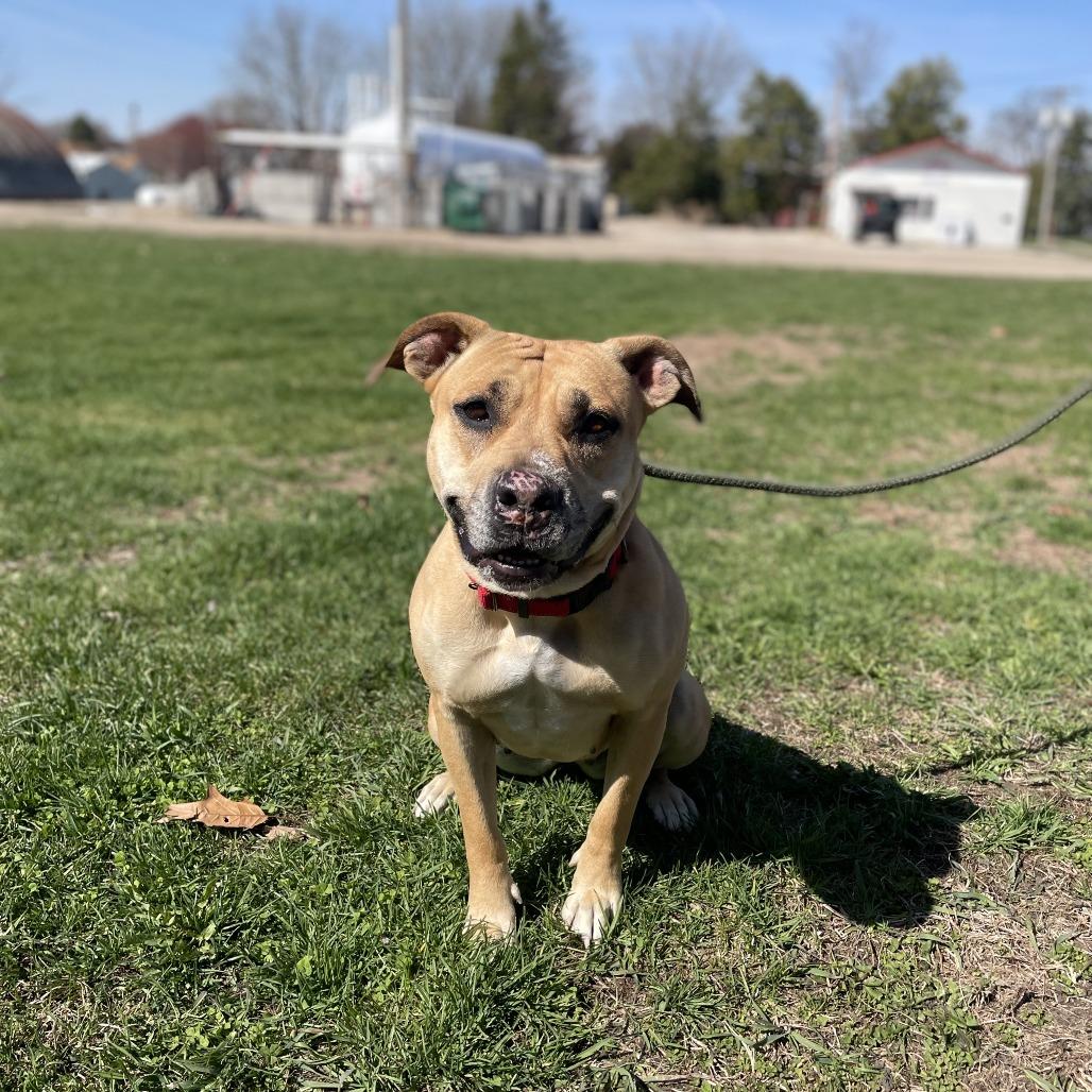 Enlarge Ms. Zena, a Adoptable Mixed Breed in Tipton, IA image 2/2