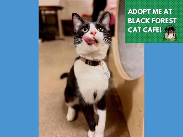 Enlarge SAMWELL TARLY, a Adoptable Domestic Short Hair in Fort Wayne, IN image 1/1